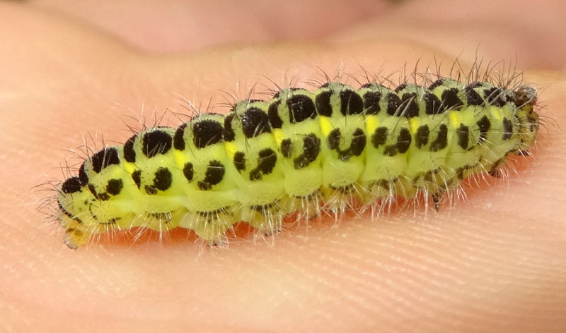 bruco : Zygaena filipendulae